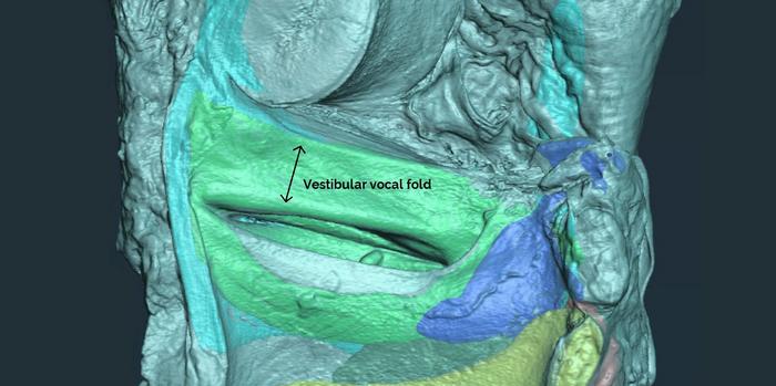 3D image of a ring-tailed lemur larynx, produced using CT scans - labelled
