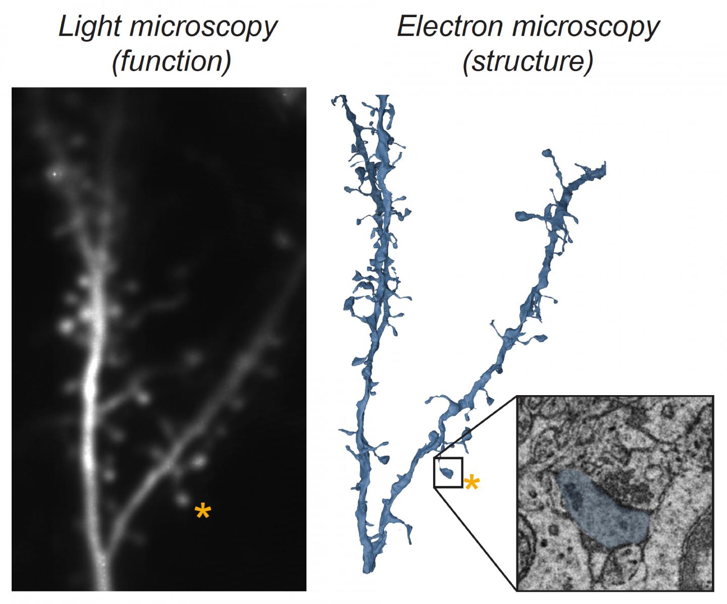 New approach reveals structure and function of individual synapses