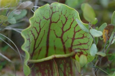 Sarracenia purpurea