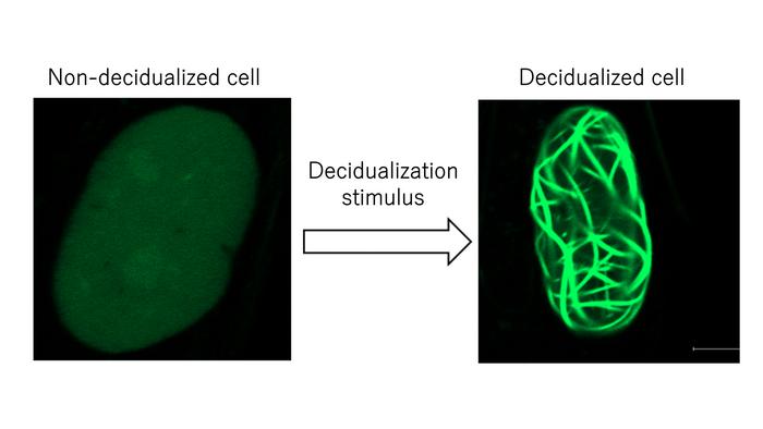 Nuclear actin assembly during decidualization