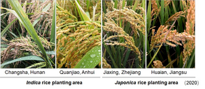 Rice pre-harvest sprouting occurred in different provinces of China in 2020