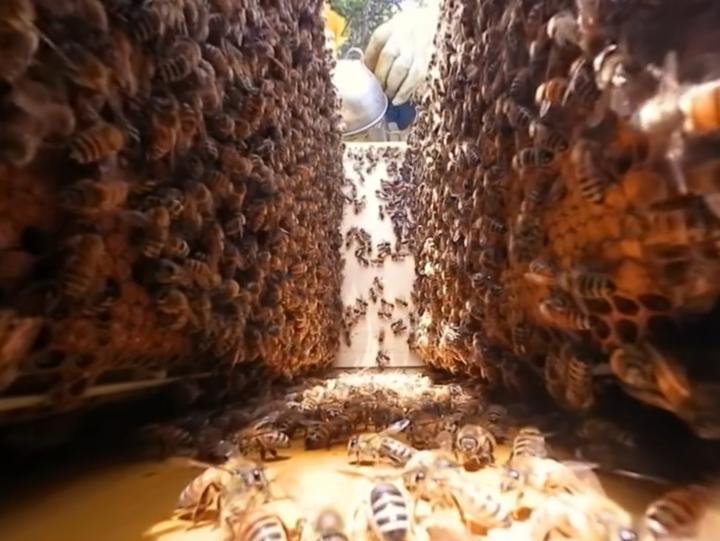 In the Beehive (2 of 2)