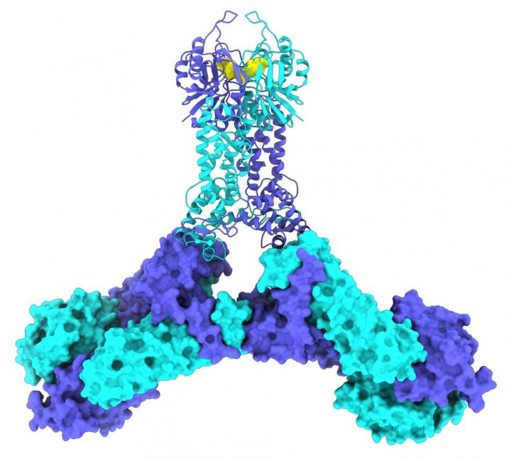 Model of CSX1 Protein Complex