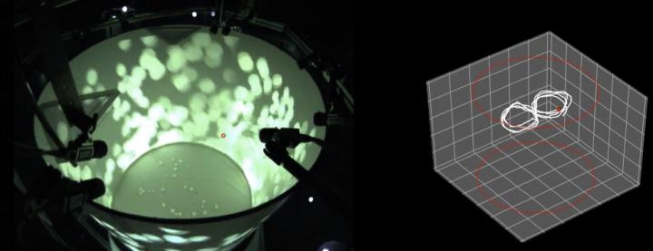 A Holodeck for Flies, Fish and Mice