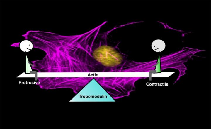 Tropomodulin