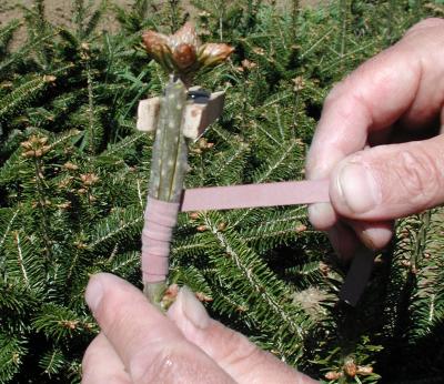 April Grafting Optimal For Fraser Fir