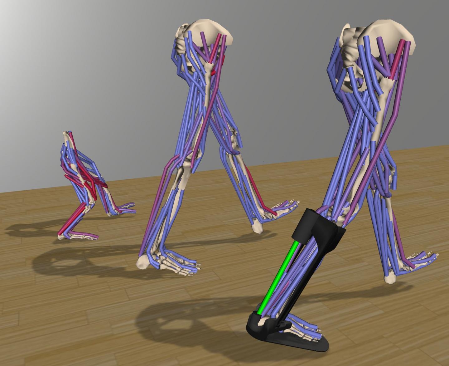Simulation Software Recreates Complex Movements For Medical, Rehabilitation, and Basic Science