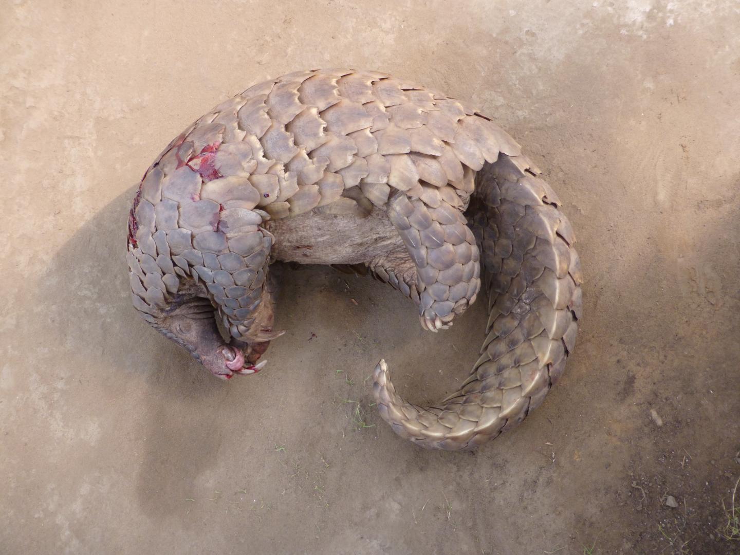 Giant Pangolin Size