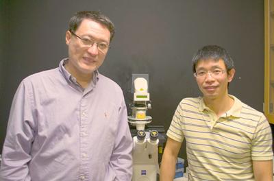 Dr. Fei Wang, Dr. Dong Li, School of Molecular and Cellular Biology, University of Illinois, Urbana 