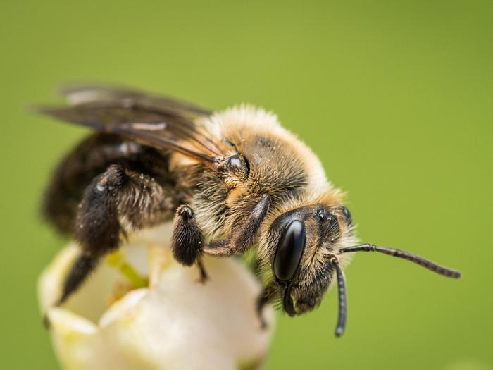 A mining bee (Andrena sp.) climbs on a blueberry flower