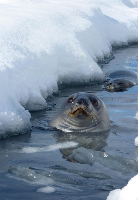 Weddell seal