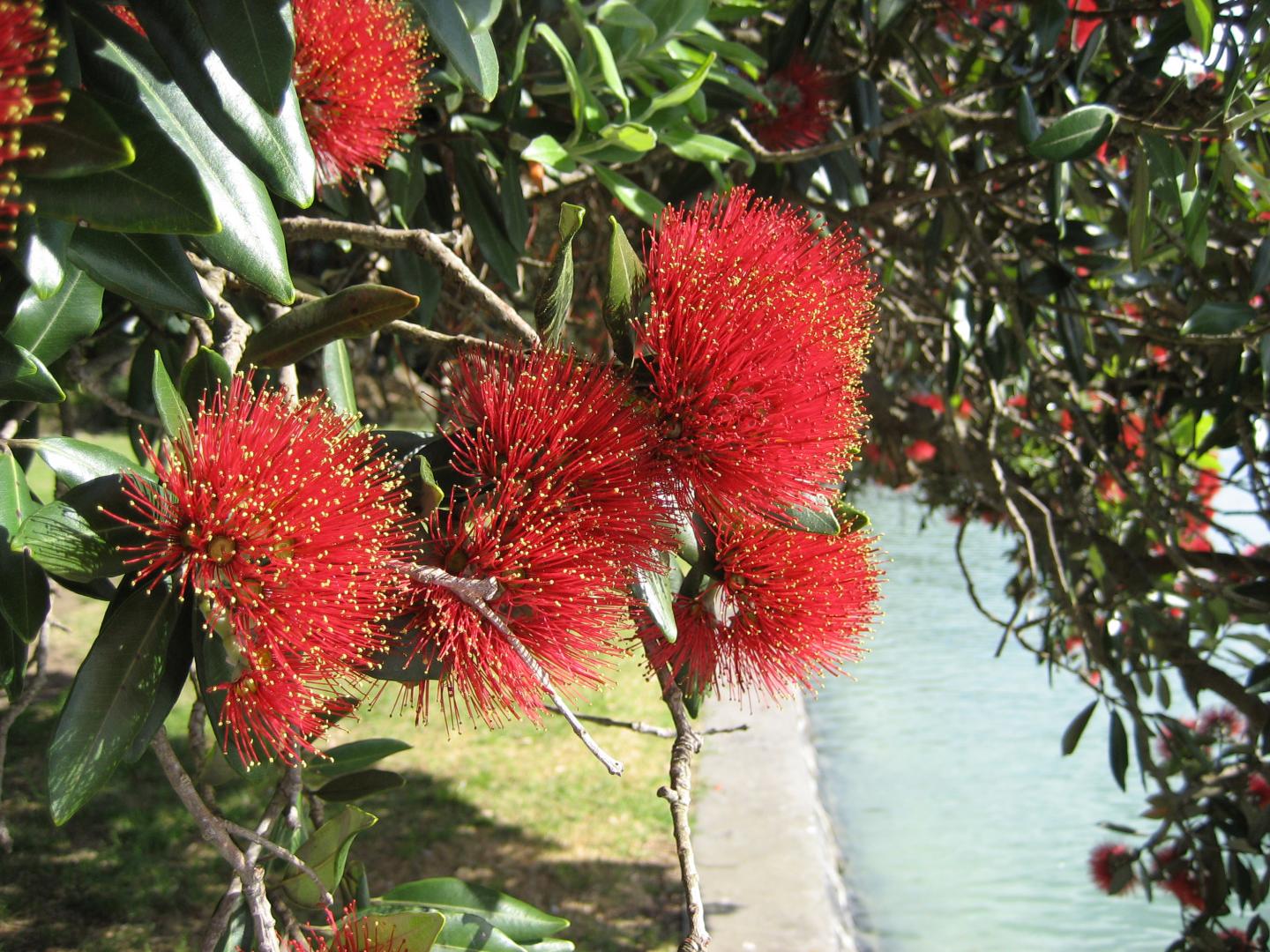 New Zealand Christmas Tree -- a Gift from Australia?