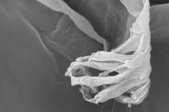 Tsetse Fly Saliva Tube