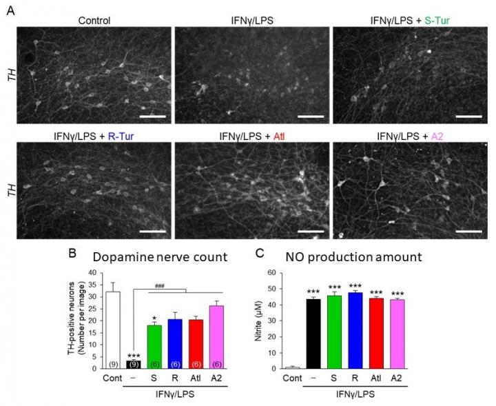 Effects of ar-turmerne derivatives on IFN&gamma;/LPS-induced dopaminergic neurodegeneration in rat midbrain slice cultures