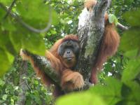 Sumatran Orangutan (2 of 3)