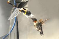 Ruby-Throated Hummingbird Takes a Drink of Nectar