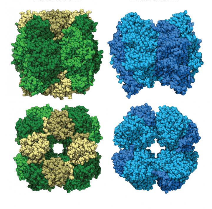 Study Finds Missing Link in the Evolutionary History of Carbon-Fixing Protein Rubisco