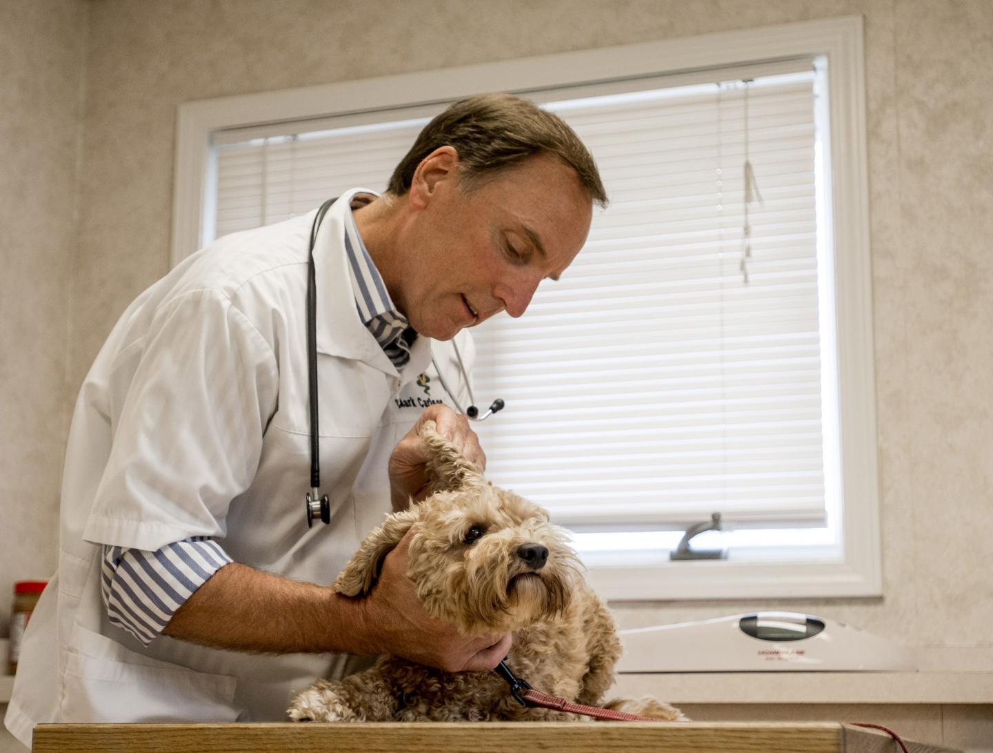 Photo of Dr. Mark Carlson Examining a Dog