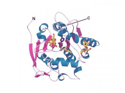 Antigen 85B Structure