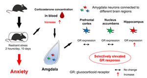 Potential mechanism underlying stress-induced different changes of amygdala neurons in mice