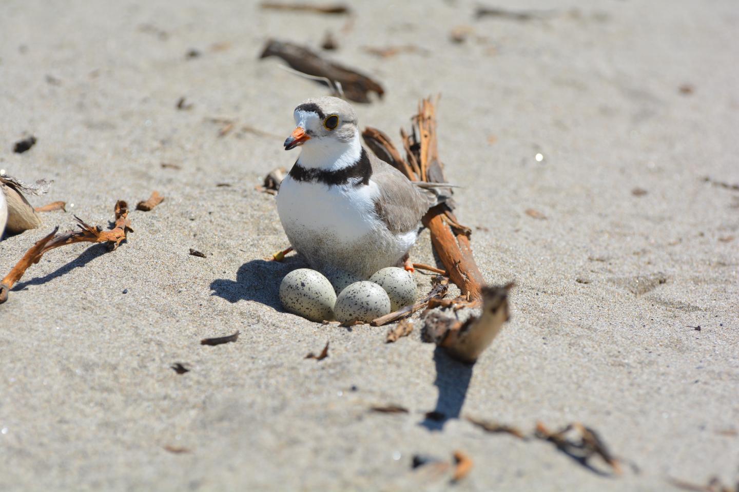 A piping plover adult standing over a nest with four eggs