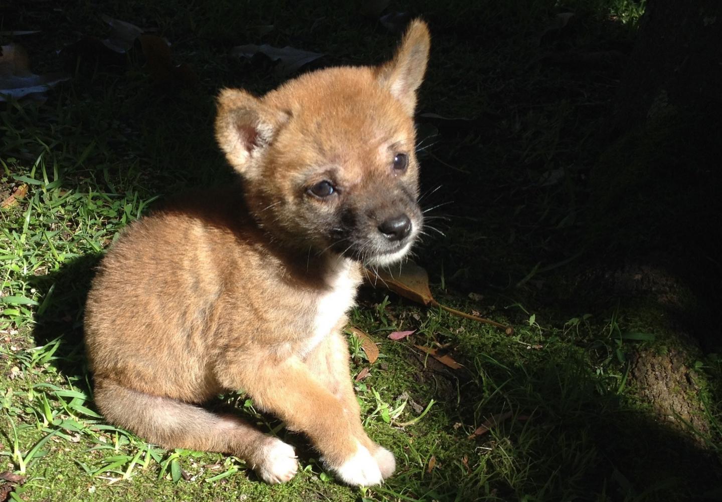 Sandy Maliki as a Three-Week Old Pup