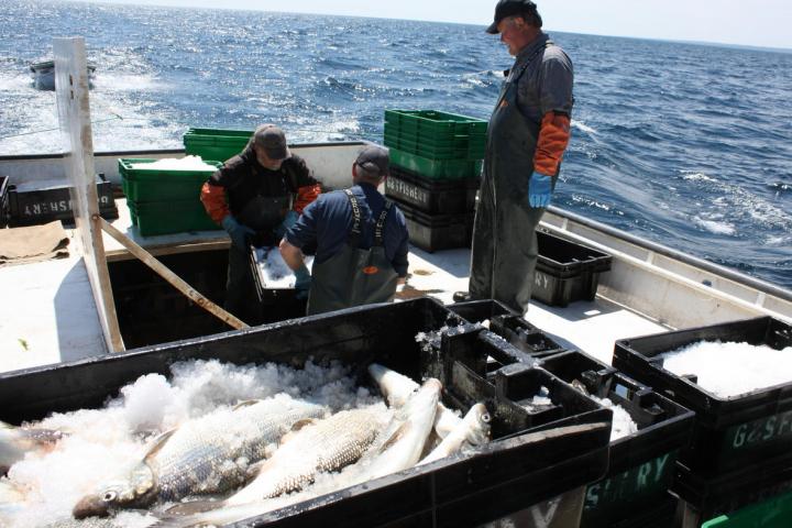Commercial Lake Fishing