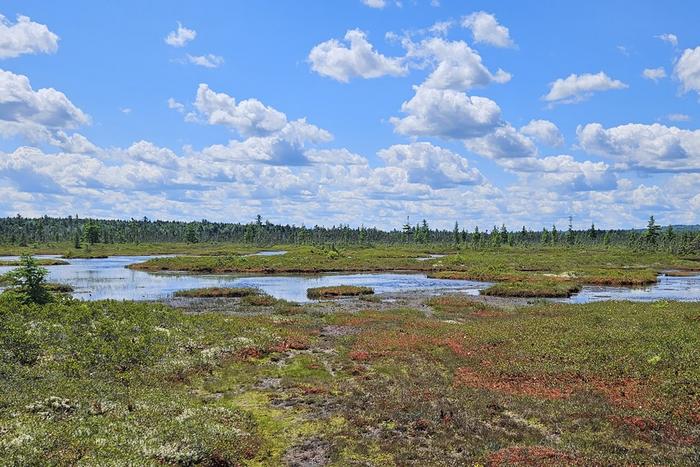 Peatlands