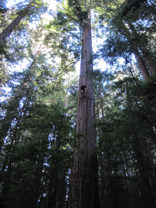 Scientists survey redwood tree, climbing