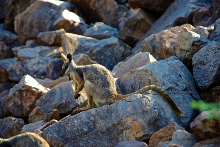 Yellow-Footed Rock Wallaby