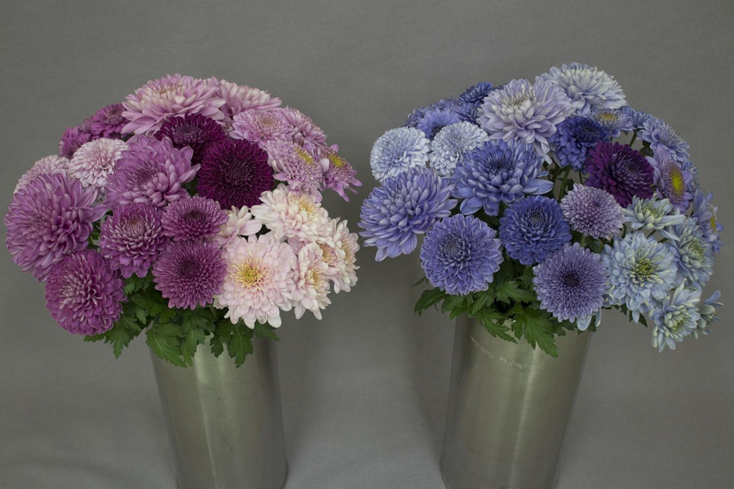 Genetic Engineering Turns Chrysanthemums 'Tru | EurekAlert!