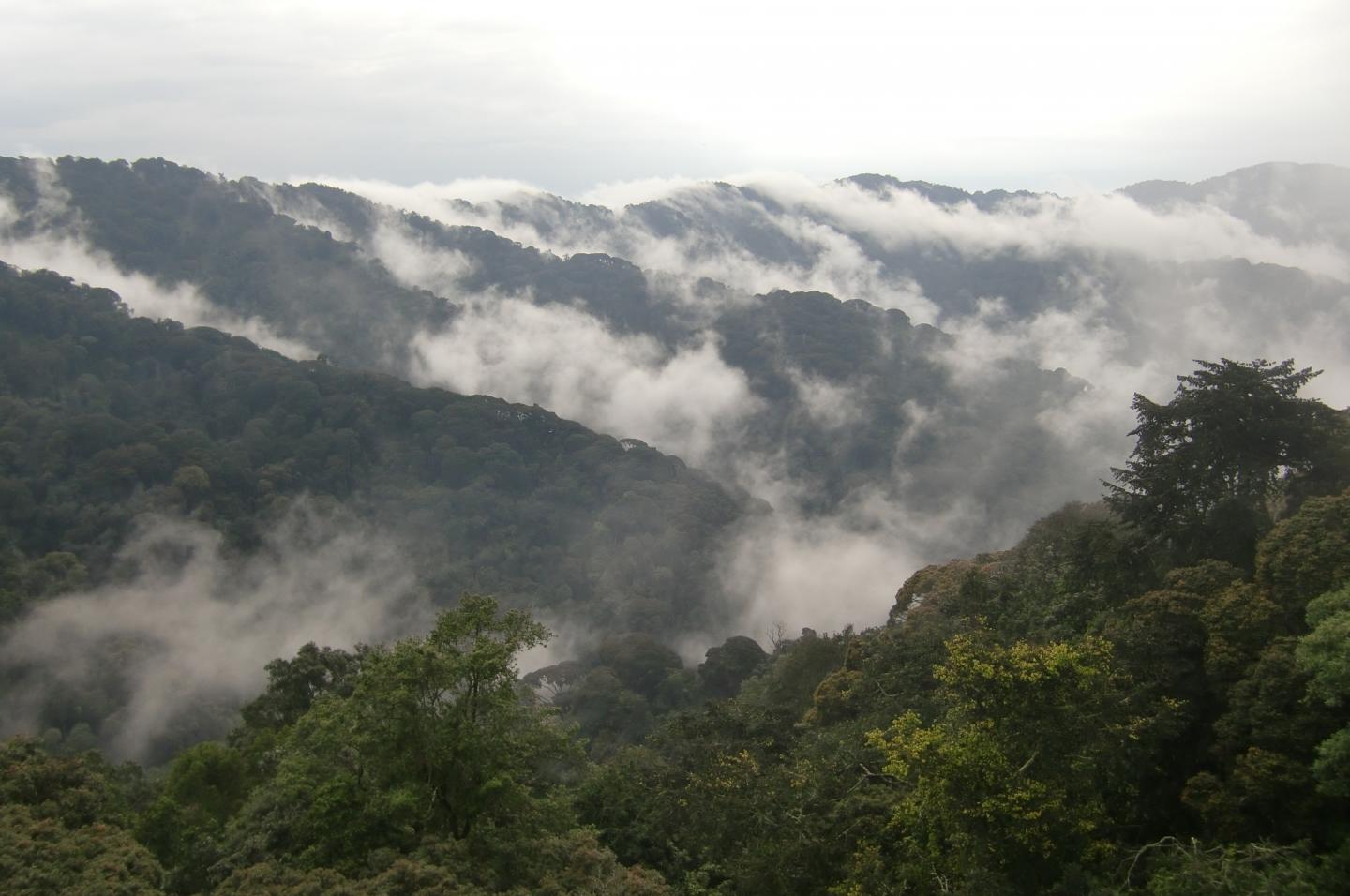 Clouds in the Rainforest Valleys