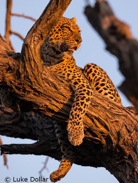 A Leopard Rests on a Tree Limb