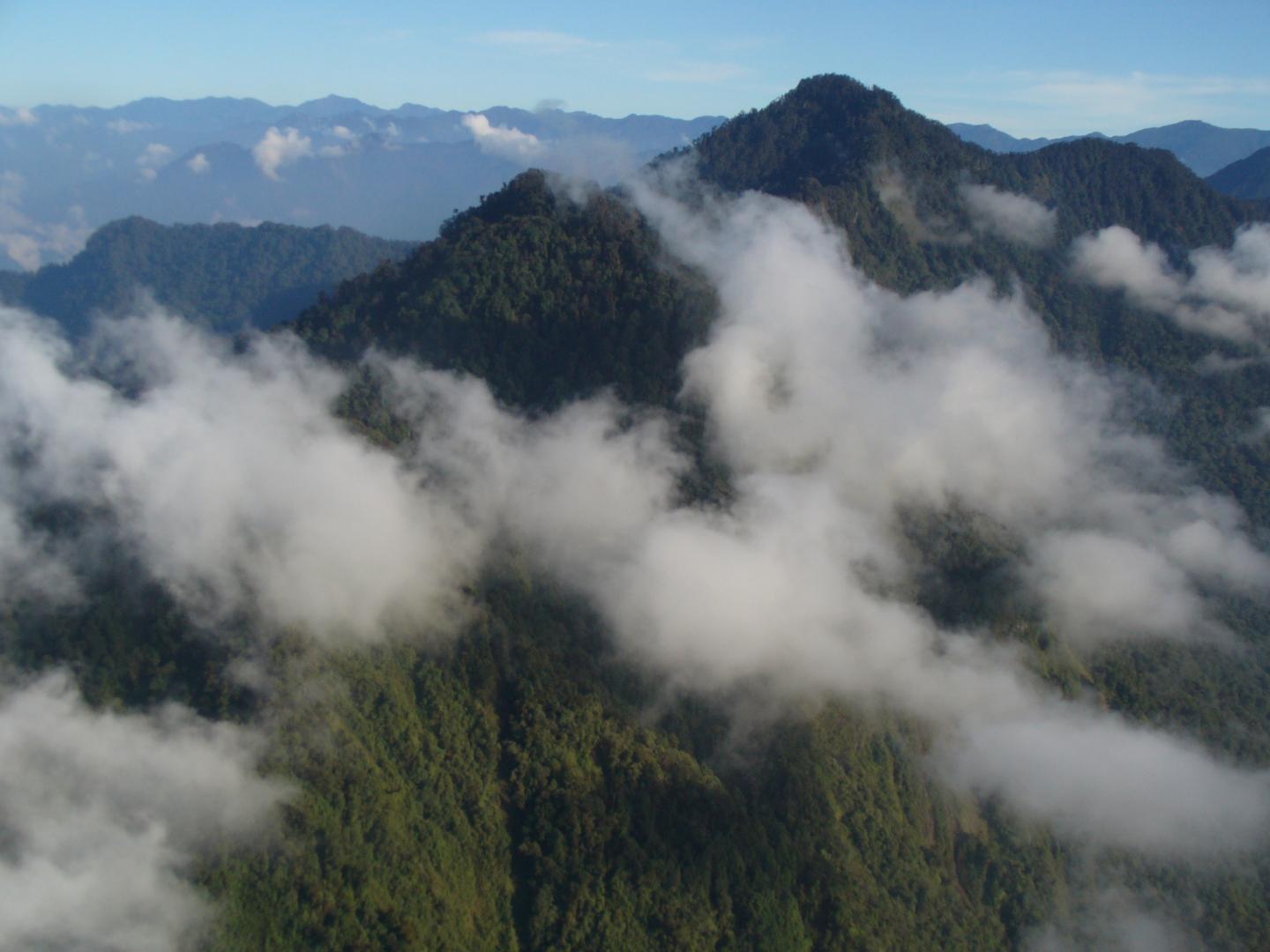 PNG Expedition Discovers Largest Trees at Extreme Altitudes