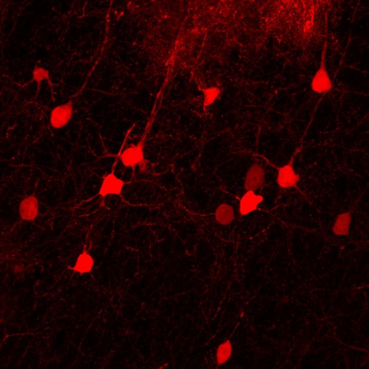 Lineage Tracing of Direct Astrocyte-To-Neuron Conversion for Brain Repair