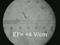 Electrotactic Movement of a Wild Type Adult Nematode <i>C. elegans</i>