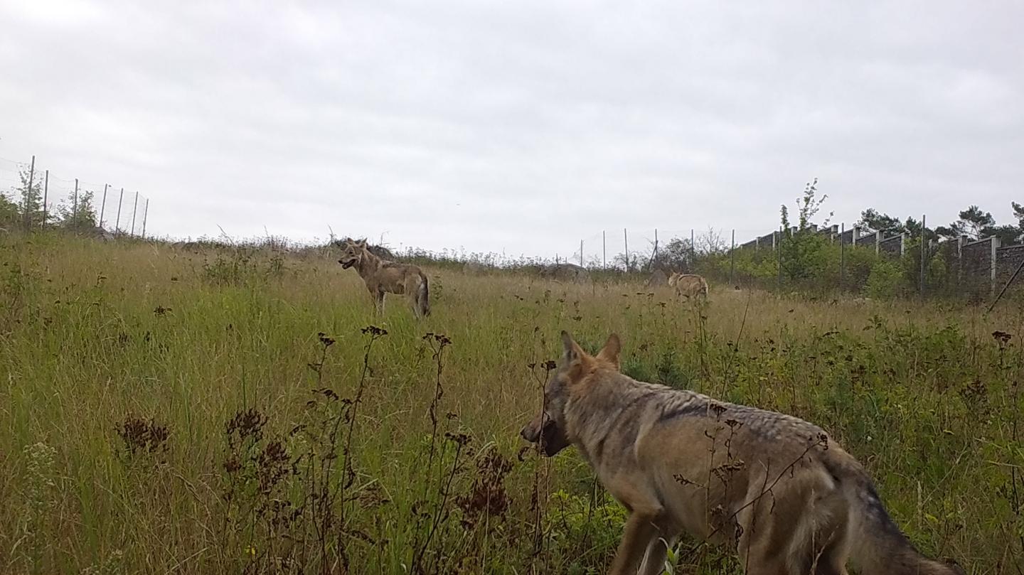 Wolves in landscape