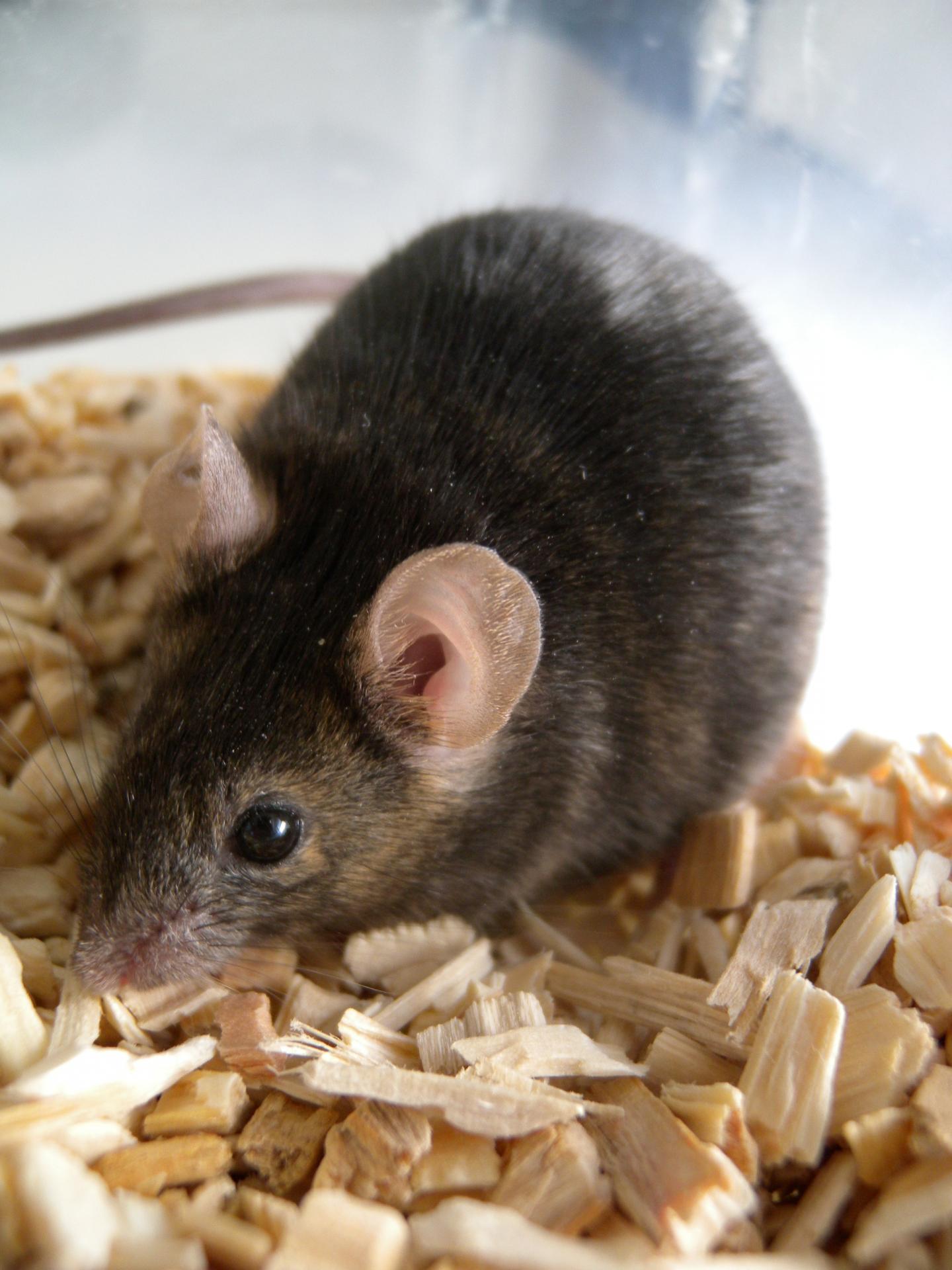 Female Mice Have Preferences