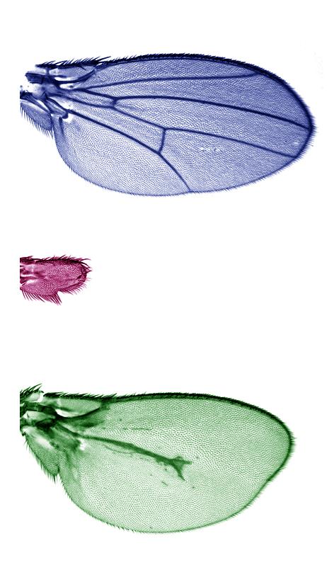 <i>Drosophila Melanogaster</i> Wing