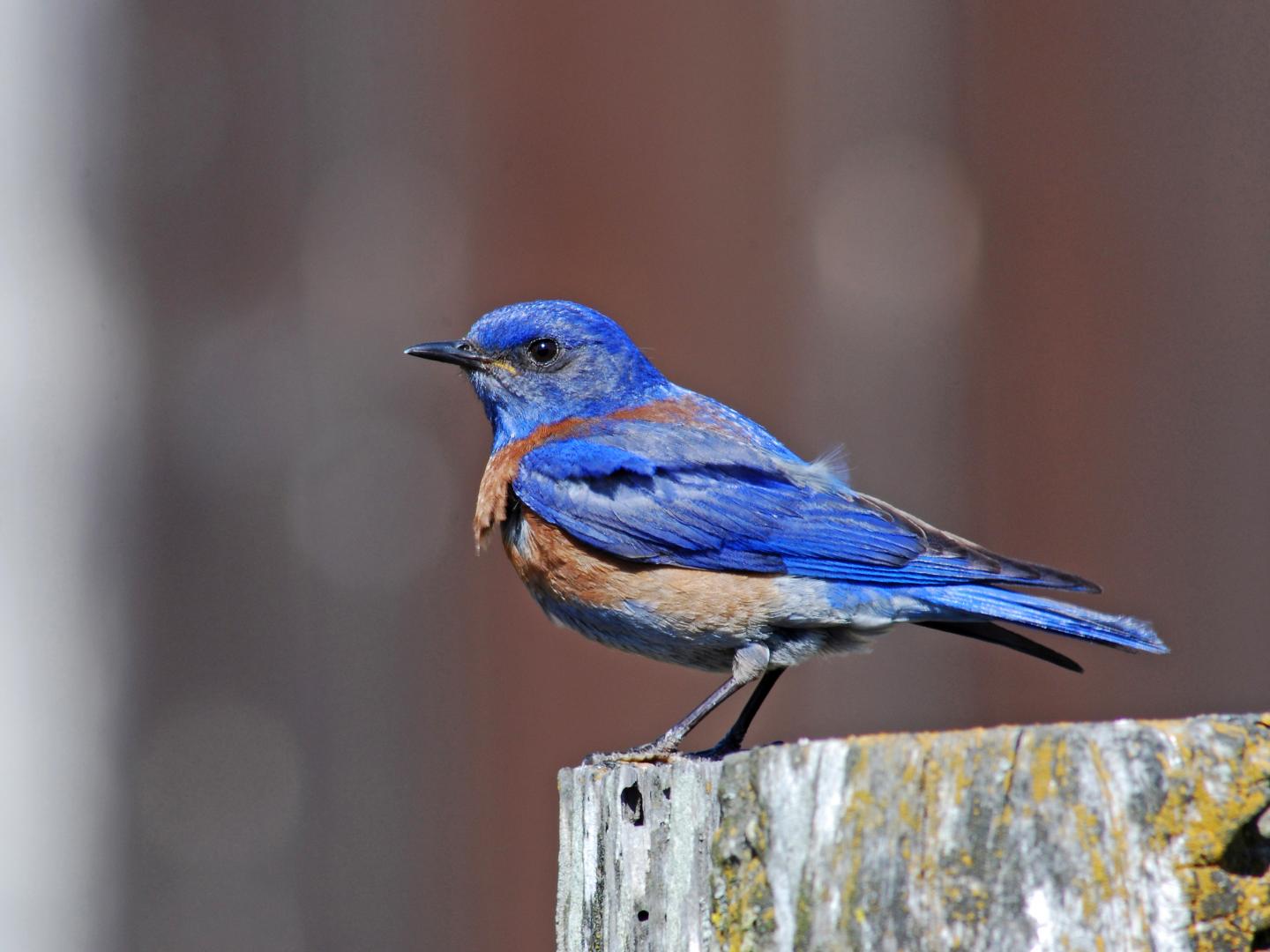A Western Bluebird (2 of 2)
