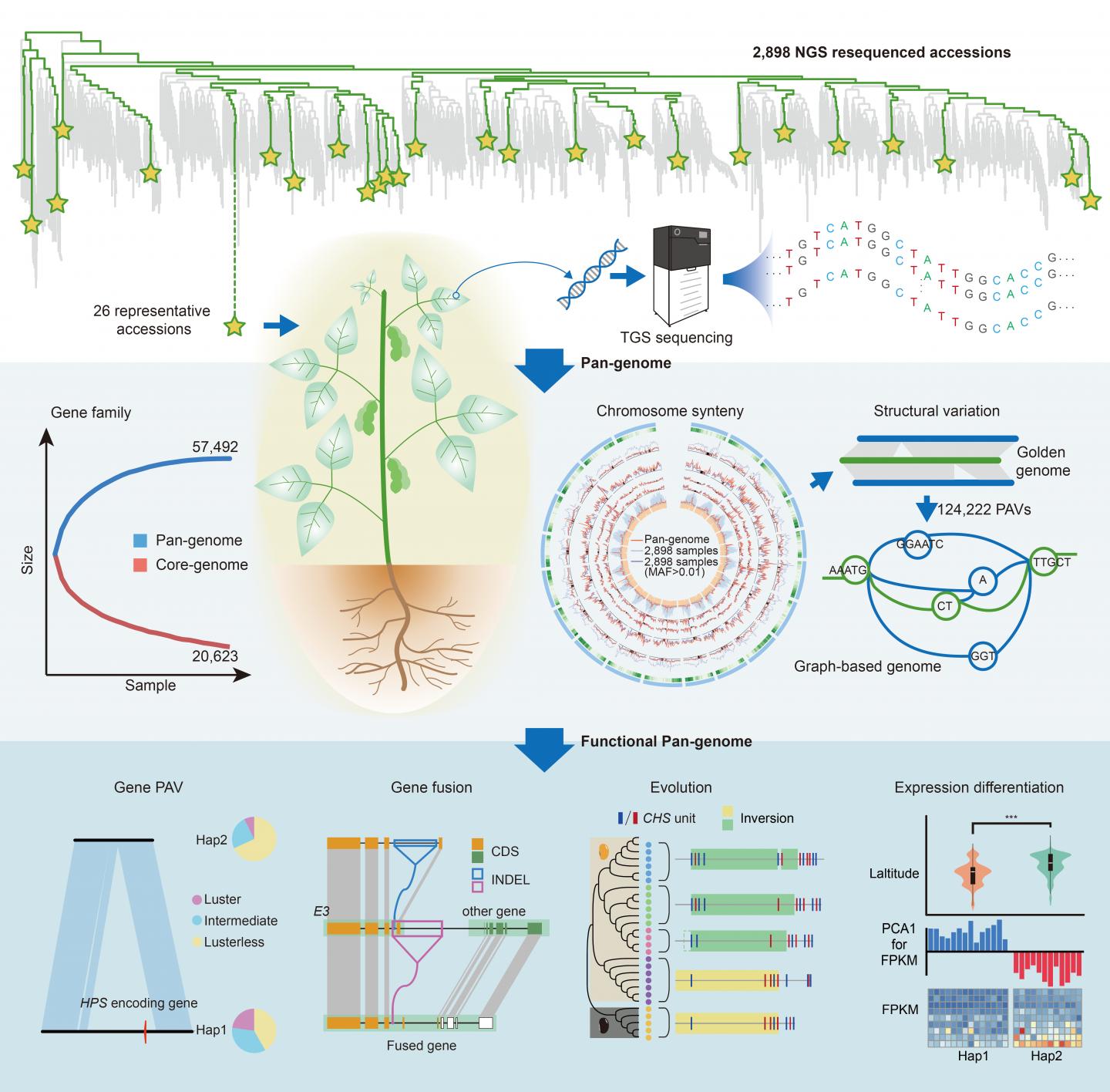 Soybean Graph-Based Genome Construction and Pan Genome Analyses
