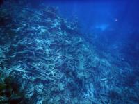 Dead Elkhorn Coral