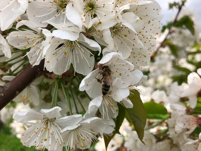 Bee pollination