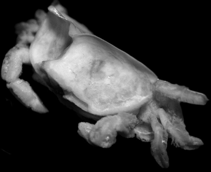 The New Pea Crab Species