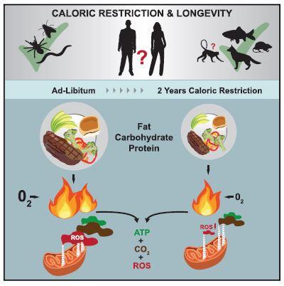 Calorie Restriction Graphical Abstract