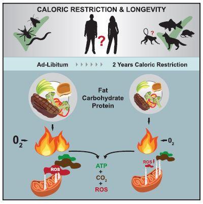 caloric restriction and antioxidant status