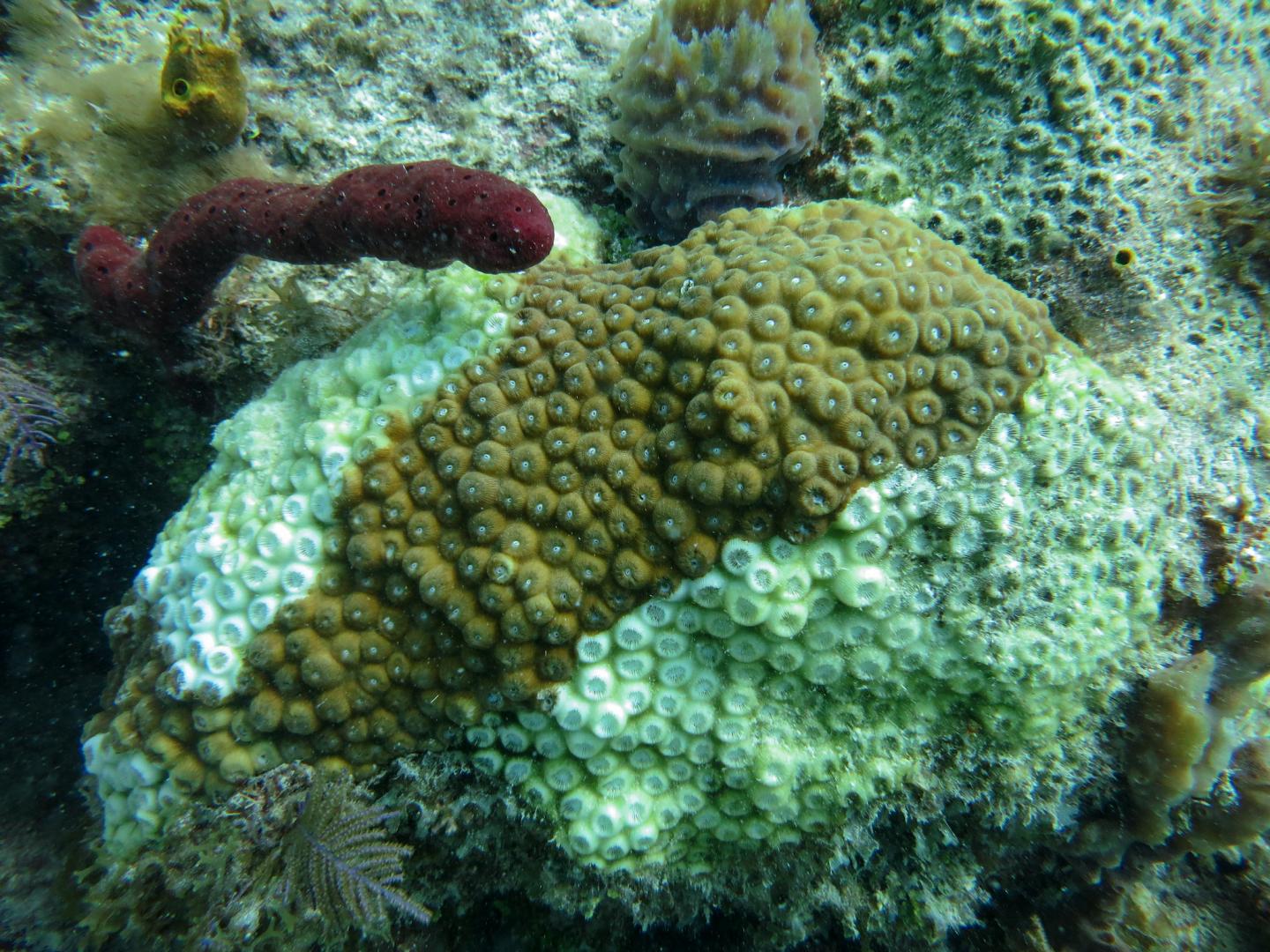 Study Finds Genes Role in Immune Response of Florida Corals to Rapidly Spreading Disease