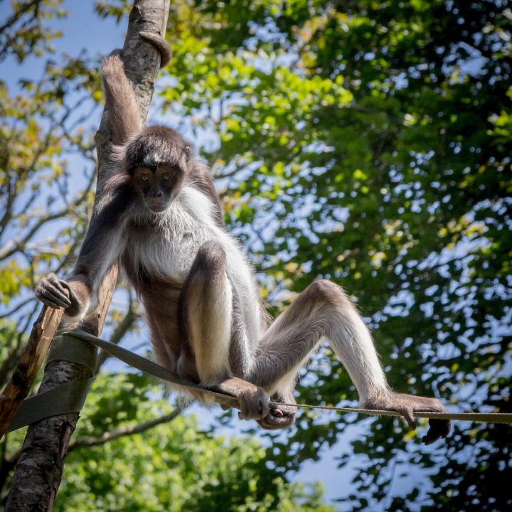 Hunting Responsible for Mammal Declines in Half of Intact Tropical Forests