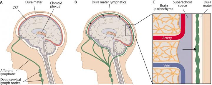 Novel Lymphatic Vessel Network