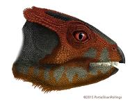 'Ornamental' Faced Ceratopsian Found in China (2 of 2)